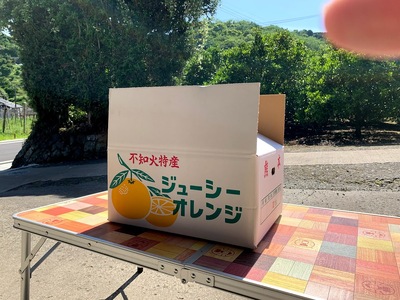 みかん ジューシーオレンジ 河内晩柑 約10kg 20玉前後【吉良果樹園】【5月上旬から8月下旬発送予定】宇城市産みかん 国産みかん 熊本みかん みかん１０ｋｇ