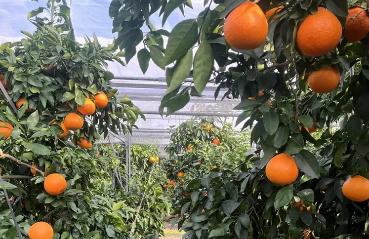 【2026年先行予約】 愛果28号 5kg 紅まどんな同一品種 バラ詰め ご家庭用 サイズミックス 農園直送 12月発送 愛媛 数量限定 愛媛県産 人気 柑橘 伊予市｜B274