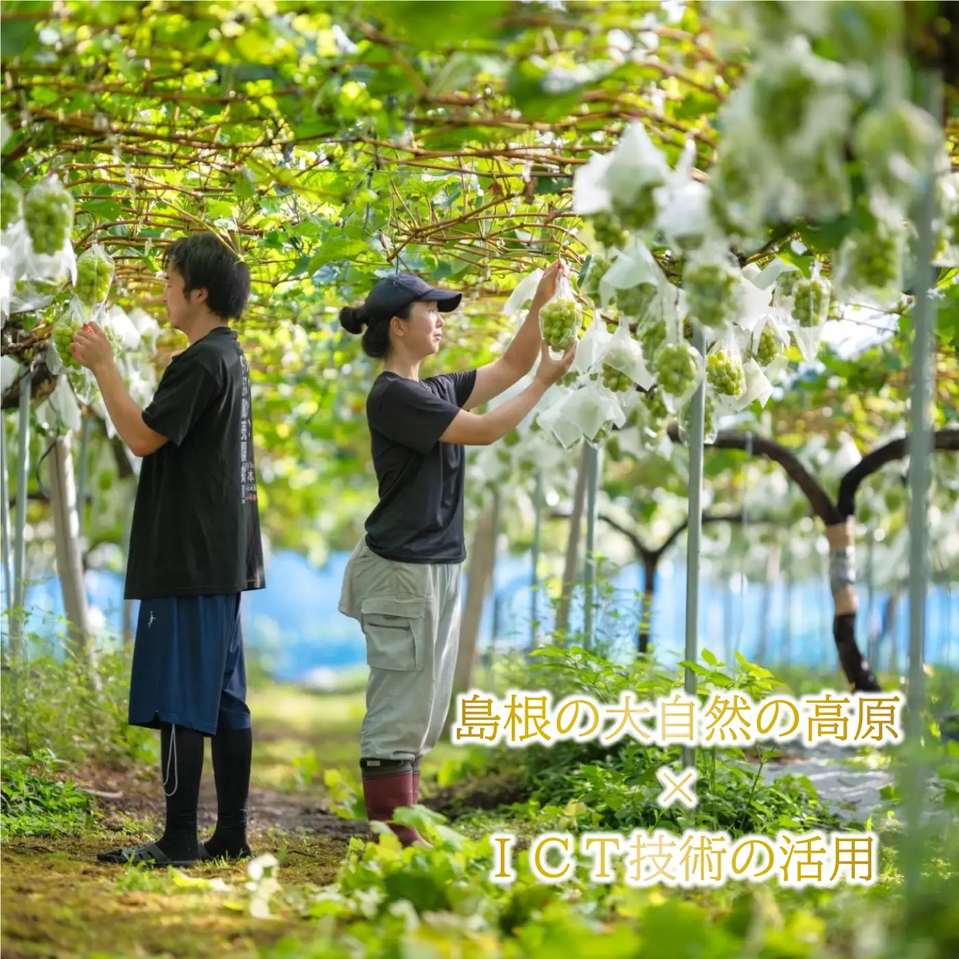 【先行予約】先行予約新鮮フルーツ シャインマスカット 1.2kg 果物 くだもの 化粧箱入り【9月中旬からお届け】