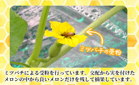 【先行受付  2026年発送】ふらのメロン 赤肉 大玉 ジャンボ 1玉入 (2kg～2.5kg) 北海道 富良野 メロン 夏 果物 フルーツ ギフト 長沢農園