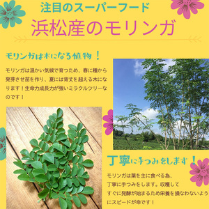 浜松産スーパーフード　モリンガ蒸し座浴用乾燥葉500g 