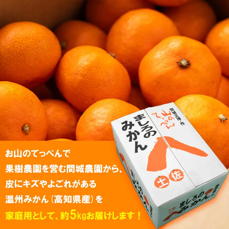家庭用 温州みかん 5kg 山のてっぺん間城農園のみかん【果物 果物 果物 果物 果物】 ms-0084