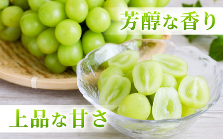【先行予約】坂井市砂丘地のシャインマスカット 約500g×2房入り（合計：約1kg）化粧箱入り 【2026年8月中旬以降順次発送予定】【マスカット ブドウ ぶどう 葡萄 果物 くだもの フルーツ 果実 新鮮 産地直送 国産 ギフト 贈り物 贈答】 [A-19105]