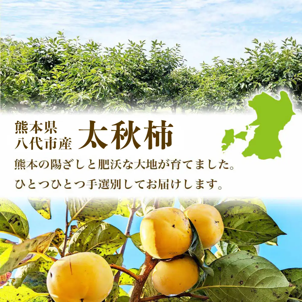 【先行予約】 太秋柿 約2kg（4～8玉） フルーツ くだもの 果物 柿 かき カキ おやつ デザート 秋の味覚 秋 旬 熊本県 八代市 【2026年10月上旬より順次発送】