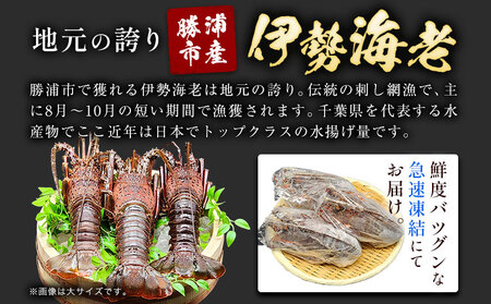 天然伊勢海老 千葉県勝浦産 生冷活〆 大サイズ 500gUP×2尾 計1.2kg 【刺身OK】 贈答 株式会社串浜水産《90日以内に出荷予定(土日祝除く)》【配送不可地域あり】（離島）【1498730】| 伊勢海老 伊勢海老 伊勢海老