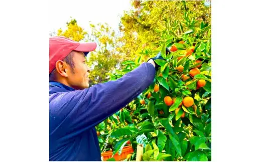 愛媛 シュガーファーム 丸搾り みかんジュース ストレート1000ml×2本