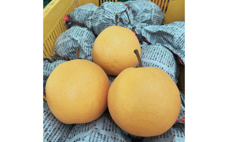 [2026年産先行予約] 和梨 新興 約3kg 令和8年度 新潟県 三条市産 梨 [しなのがわジューシーファーム]【010S492】