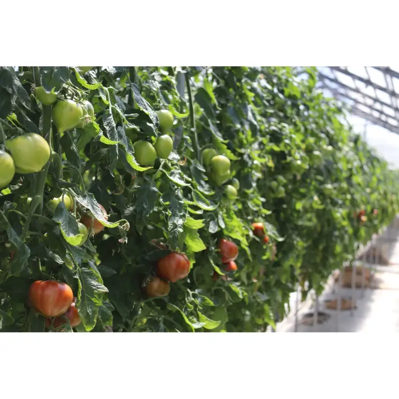 【糖度9度以上】うま味たっぷり こだわりのフルーツトマトB 1kg【093E-001】