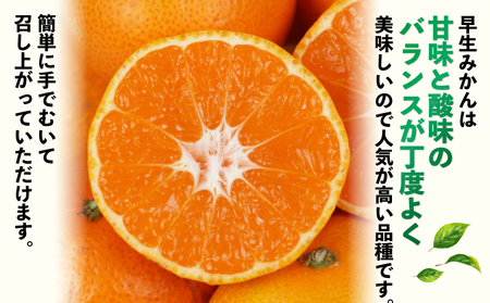 訳あり 早生 みかん 9kg 河野農園 訳あり B010-147003