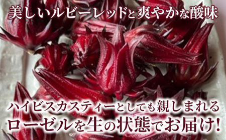 【先行受付】生ローゼル 約１キロ - 2026年11月以降順次発送 ハイビスカスローゼル 1kg フレッシュ ハーブ ビタミン ミネラル クエン酸 アントシアニン ポリフェノール 国産ハーブ 沖縄県産 沖縄県 八重瀬町