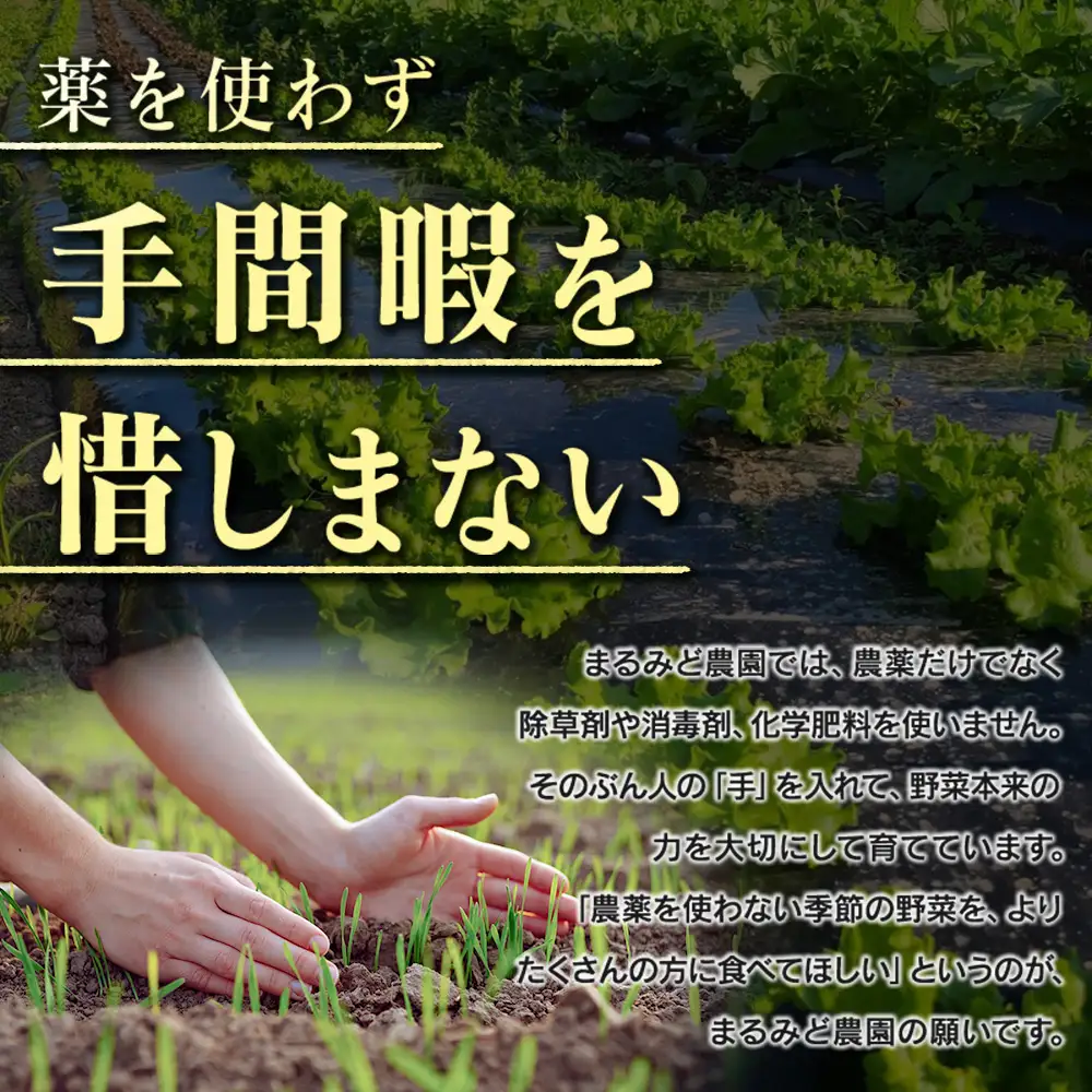 野菜セット 詰め合わせ まるみど農園の季節のお野菜便 農薬使わずに育ててます 9種類 旬 農家直送 国産 送料無料_MA105_001