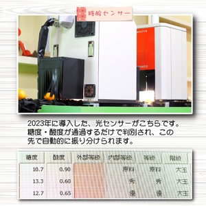 青切り みかん 10kg / 極早生 極早生みかん 温州みかん 甘い 家庭用 和歌山 柑橘 ※2026年9月下旬～10月順次発送 ※北海道・沖縄・離島への配送不可【nuk001-r-10C】