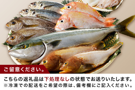 この男に任せてみませんか～浜田の旨い鮮魚直送便（下処理なし）～ 海鮮 鮮魚 詰め合わせ セット おまかせ 旬 直送便 人気 お取り寄せ 【006_2048】