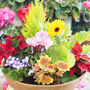 季節のお花が楽しめる！旬のお花盛り合わせ　【11100-0762】