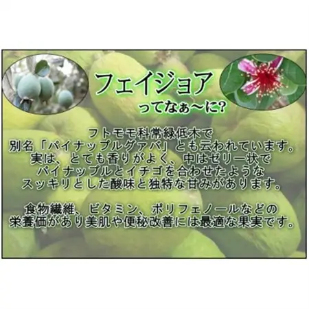 【大井町産フェイジョア使用】ふぇいじょああいす 10個入り_菓子・スイーツ アイス・ジェラート  _【配送不可地域：離島】【1499871】