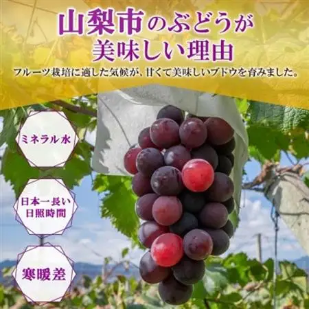〈2026年発送〉甘みと酸味のバランスが絶妙!「山梨県山梨市産 大房 ピオーネ 2房 約1kg」【配送不可地域：離島・沖縄県】【1513021】