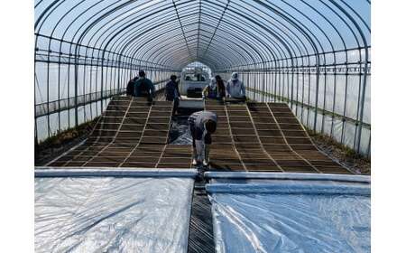 36-A （株）T.Farming　玉のコシ（玉川さんちのコシヒカリ）（令和7年産米）会津坂下産コシヒカリ　白米10kg×1袋　※沖縄・離島への配送不可　※2025年10月中旬頃より順次発送予定