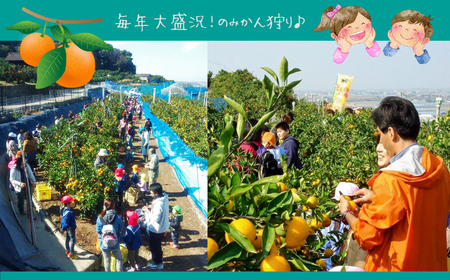 みかん狩り 収穫体験 （ みかん60分食べ放題 ） 3000円割引券 | みかん狩り 食べ放題 割引券 チケット イベント 極早 生早生 金峰 デコポン せとか バーべキュー 熊本県 玉名市