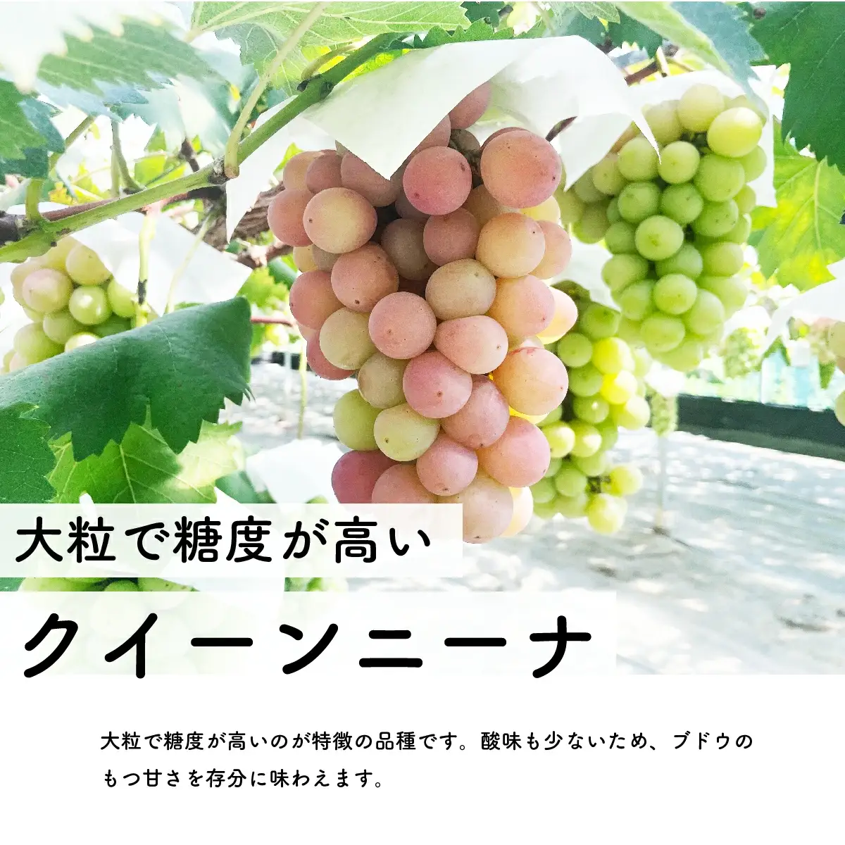 【先行予約・2026年9月】数量限定 食べ比べ！ シャインマスカットとクインニーナのセット 合計約1.5kg 産地直送 農家直送 甘い 大きい 種なし ぶどう 果物