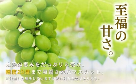 【2026年先行予約】シャインマスカット 約1kg ~ 1.2kg(2房 ~ 3房) | シャインマスカット