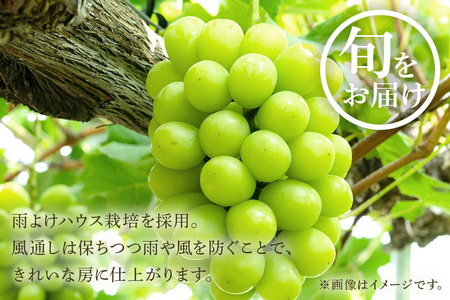 ＜2026年 先行予約＞ シャインマスカット 数量限定 2kg 農園直送 期間限定 果物 フルーツ ブドウ 葡萄 ぶどう 9月1日以降発送 冷蔵 小美玉市 70-J