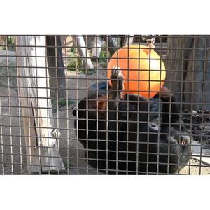 周南市徳山動物園サポーター会員入会券（1名様分）