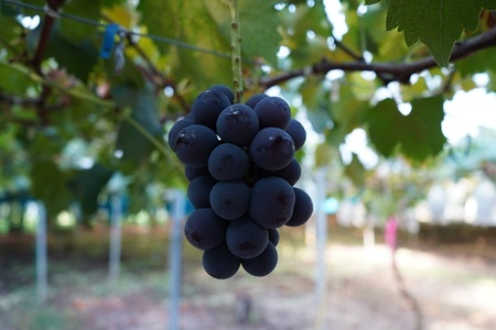 ぶどうの詰め合わせ 約2kg （ピオーネ・シャインマスカット） 9月中旬出荷予定 ＜2026年収穫分・数量限定＞