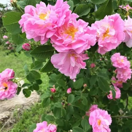 蓼科高原からお届けするローズボディソープ(泡タイプ380mL)薔薇の香りでリッチなバスタイム!_美容 石鹸・ボディーソープ  せっけん_【1514673】