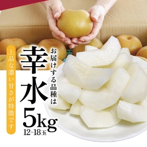 SB0931　刈屋梨　幸水　約5kg(12～18玉入)