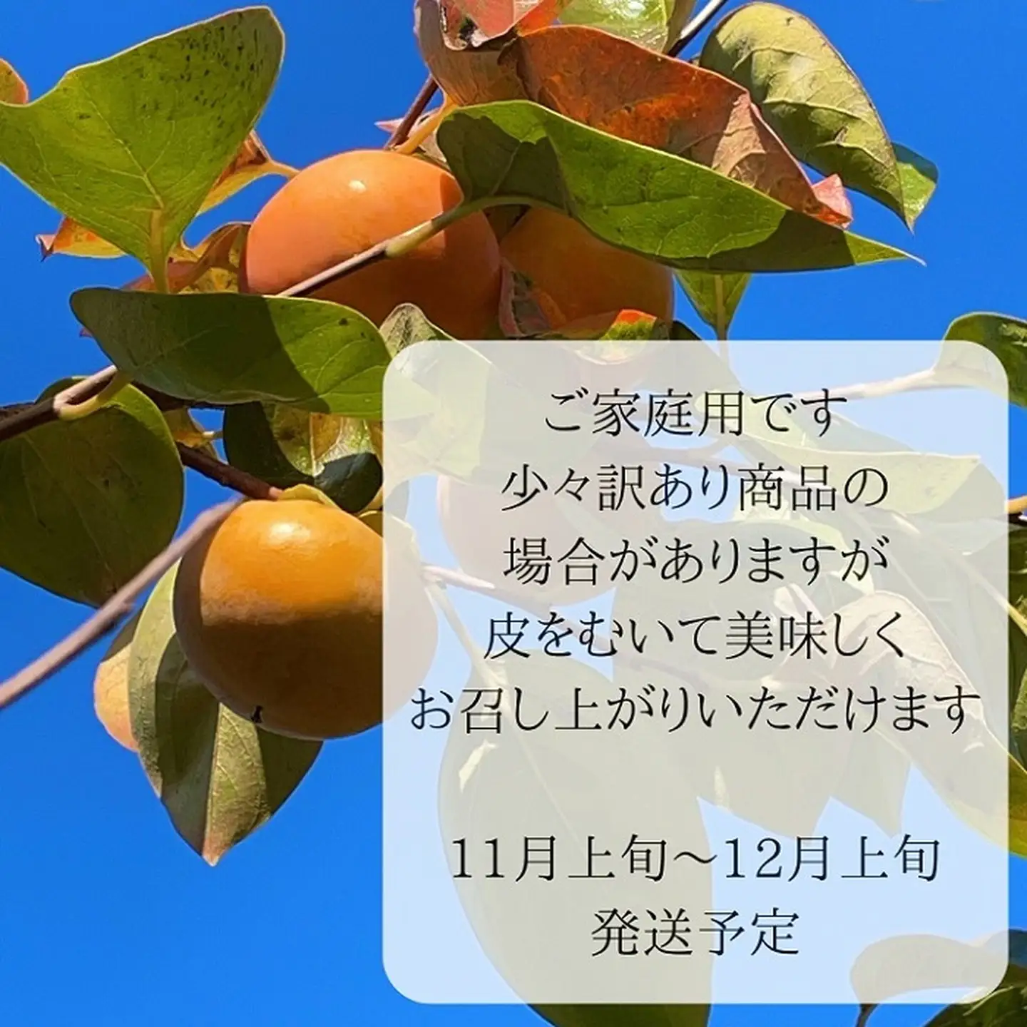 富有柿 ご自宅用 約5kg：B140-002