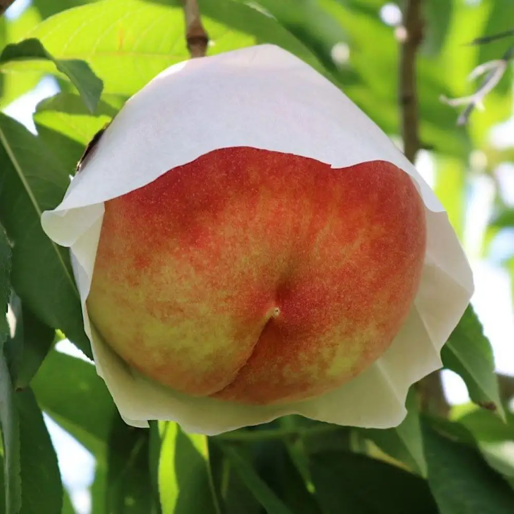 和歌山県産 桃 5玉～8玉 約2kg 秀品［AS3］