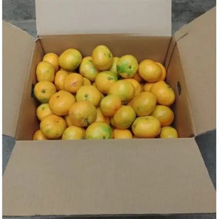 有田・庄助みかん5kg(家庭用品・サイズ混合)【1515987】