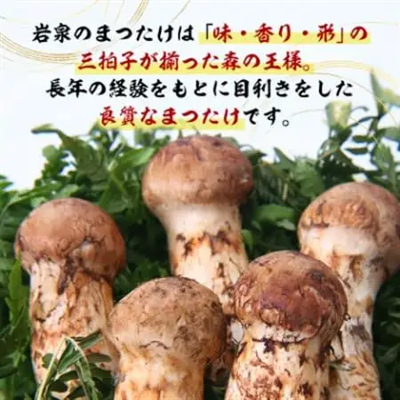 【2026秋発送】岩泉まつたけ 直送 500g_野菜 松茸 きのこ まつたけ マツタケ_【配送不可地域：離島】【1423376】