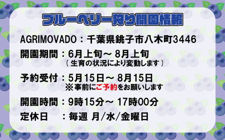 ブルーベリー狩り チケット 4名様