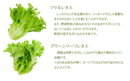 定期便 6回 レタス 2種 計7個 野菜 レタス