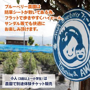 ブルーベリー 狩り 体験 チケット 大人 2人 10分 コース