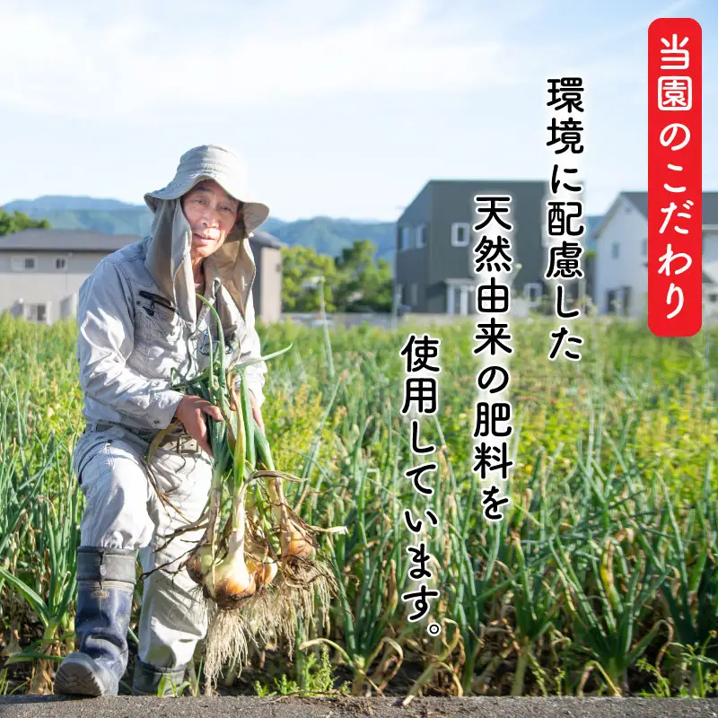 かぼちゃ 2玉 南瓜 品種おまかせ
