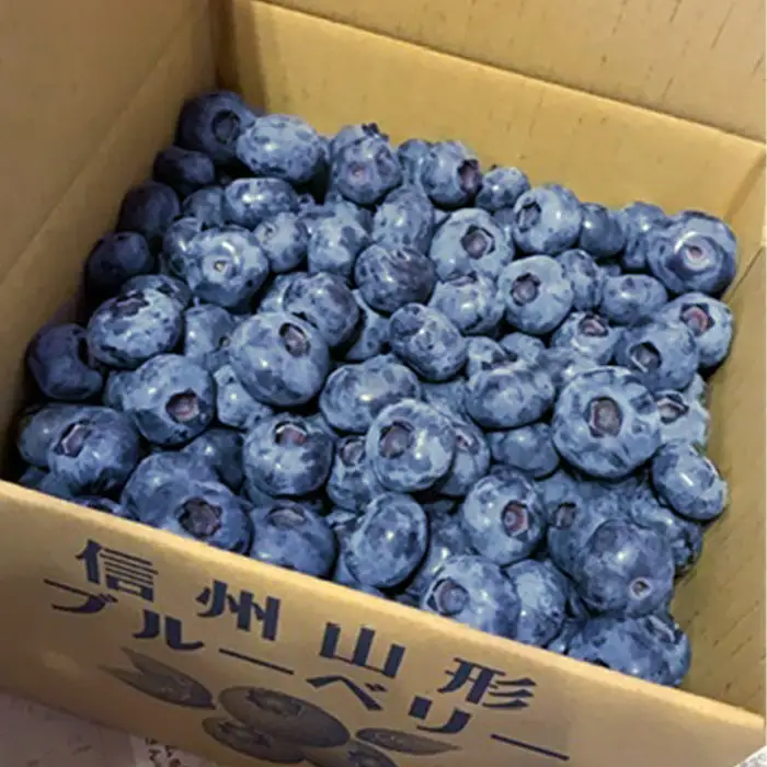 3905 信州産 新鮮朝摘み 生ブルーベリー(チャンドラー大粒・中粒)1kg