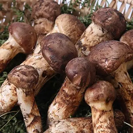 【2026秋発送】≪産地直送≫　岩泉まつたけ  500g_野菜 松茸 きのこ まつたけ マツタケ_【配送不可地域：離島】【1423715】