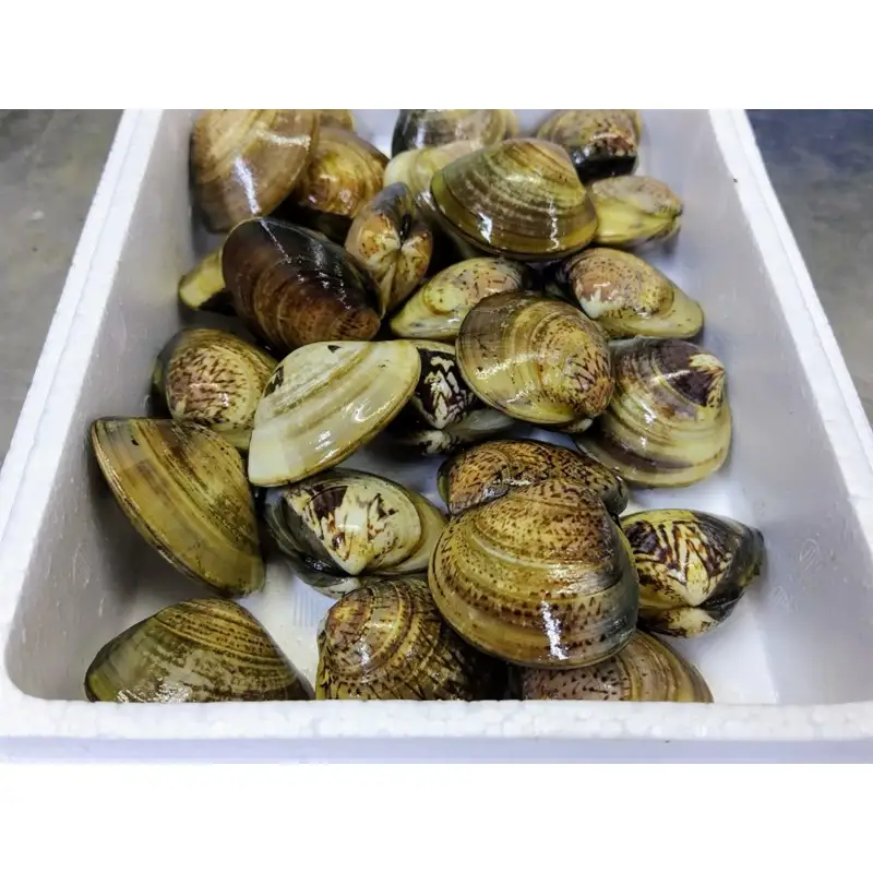 【はまぐり】畜養活蛤 2kg ハマグリ