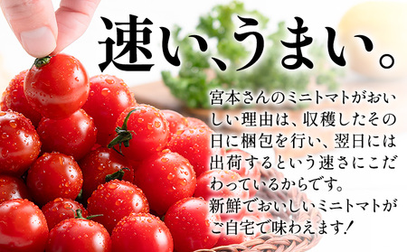 ミニトマト とれたてミニトマト 2kg トマト 野菜 サラダ ダイエット おやつ パスタ マリネ 有機肥料 ミニトマト宮本《30日以内に出荷予定(土日祝除く)》 熊本県 長洲町 送料無料 トマト とまと 野菜 国産 熊本県産
