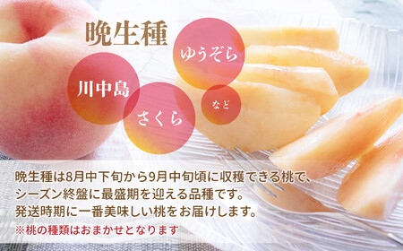 先行予約 晩生種（川中島白桃、さくら、ゆうぞら等）2kg 令和8年度 福島県産 白桃 菊地果樹園