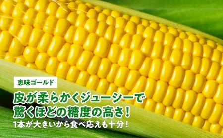  北海道産 スイート コーン めぐみゴールド 2Lサイズ 20本 先行受付 2026年8月上旬～下旬頃お届け とうもろこし 恵味 めぐみ トウモロコシ 旬 完熟 朝もぎ 野菜 産地直送 お取り寄せ 北海道 丸田農園 洞爺湖 