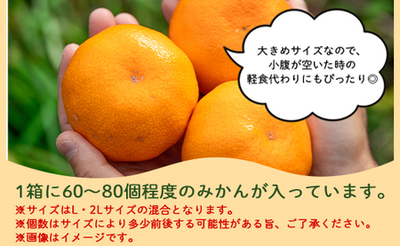 フルーツ 山北みかん 大玉サイズ(L,2Lサイズ) 10kg 約60～80個入り フルーツ yk-0065