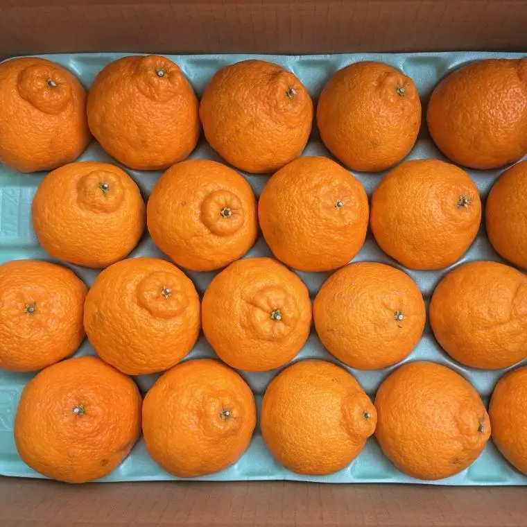 和歌山県産不知火約5kg（18玉～24玉おまかせ）L～3Lサイズ★2027年2月下旬頃より順次発送［TM159］