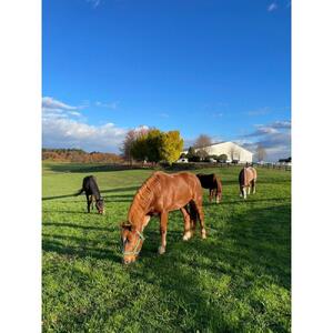 保護馬支援【返礼品なし】