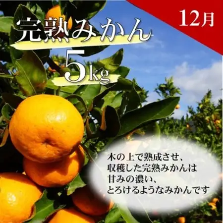 【発送月固定定期便】どの坂果樹園自慢の柑橘定期便(ゆら早生・完熟みかん・不知火)　各約5kg全3回【配送不可地域：離島・北海道・沖縄県】【4052457】