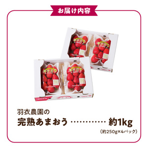 【2027年1月から順次発送】福岡県産 羽衣農園の完熟あまおう 約1kg（約250g×4パック） _ 福岡県産 完熟 あまおう 約250g × 4パック 計 約1kg こだわり いちご 福岡県 ブランド いちご 家族 シェア フルーツ 果物 果実 パンケーキ フルーツサンド お取り寄せフルーツ 福岡県 久留米市 送料無料 〔Fi214〕