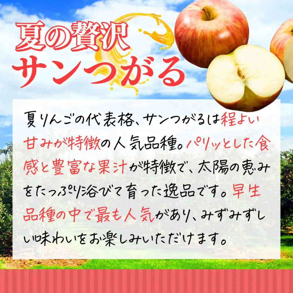【8月下旬発送 先行予約】樹上熟成　サンつがる 3kg | りんご サンつがる 