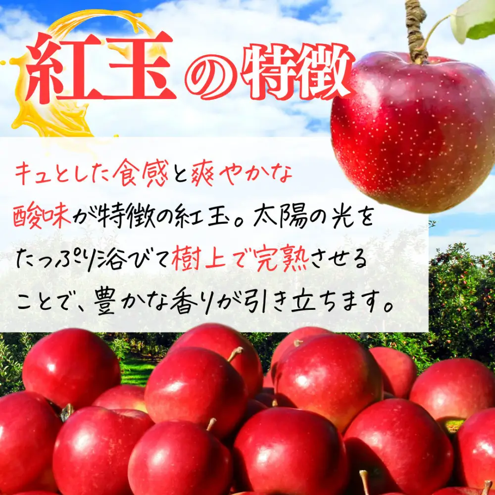 【9月下旬発送 先行予約】樹上熟成　紅玉 5kg | りんご 紅玉  加工用